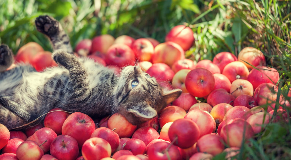 Что делать с урожаем, если его слишком много?